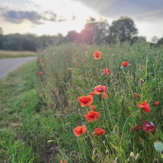 Mohnfeld Sonnenuntergang